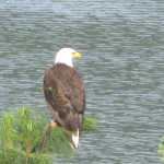 eagle on Whitefish Lake